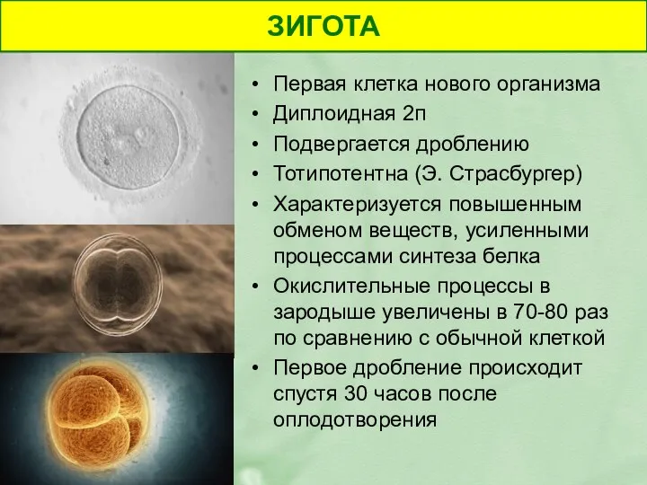 Первая клетка нового организма Диплоидная 2п Подвергается дроблению Тотипотентна (Э. Страсбургер)