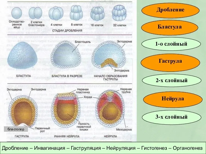 Дробление Бластула Гаструла Дробление – Инвагинация – Гаструляция – Нейруляция –