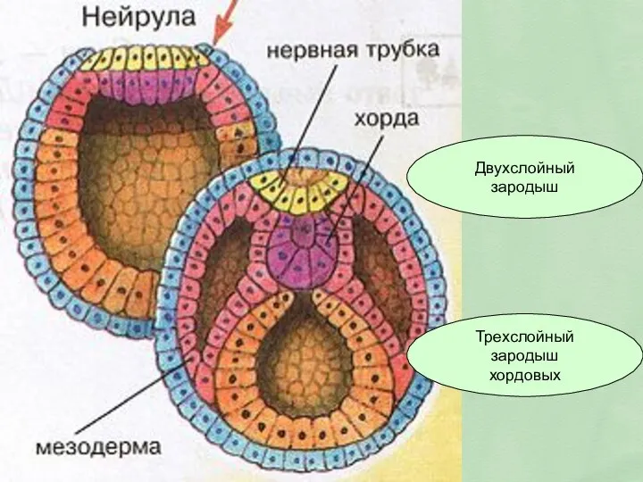 Двухслойный зародыш Трехслойный зародыш хордовых