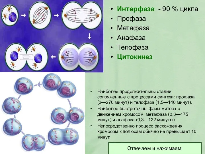 Интерфаза - 90 % цикла Профаза Метафаза Анафаза Телофаза Цитокинез Наиболее