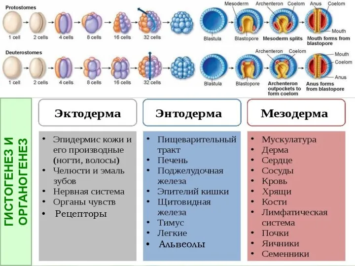 ГИСТОГЕНЕЗ И ОРГАНОГЕНЕЗ Рецепторы Альвеолы