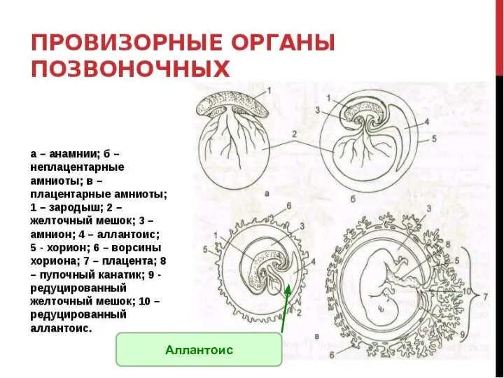 Аллантоис