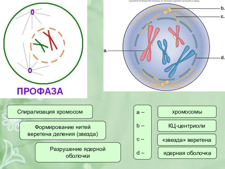 Спирализация хромосом Формирование нитей веретена деления (звезда) Разрушение ядерной оболочки a