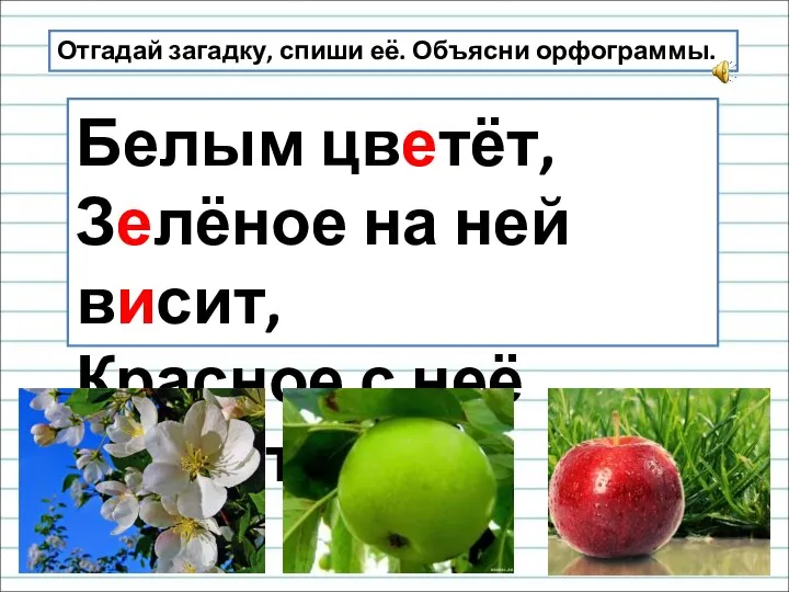 Отгадай загадку, спиши её. Объясни орфограммы. Белым цветёт, Зелёное на ней висит, Красное с неё падает.