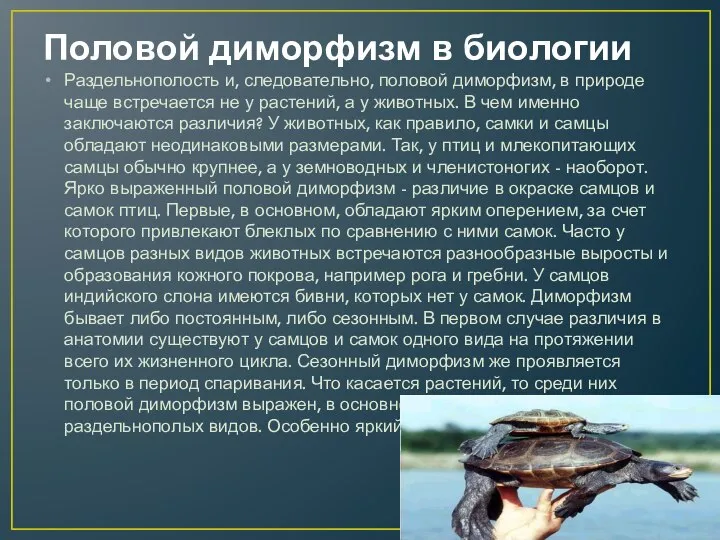 Половой диморфизм в биологии Раздельнополость и, следовательно, половой диморфизм, в природе