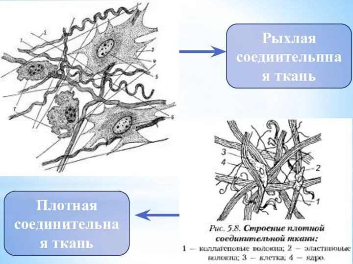 Рыхлая соедиительнная ткань Плотная соединительная ткань