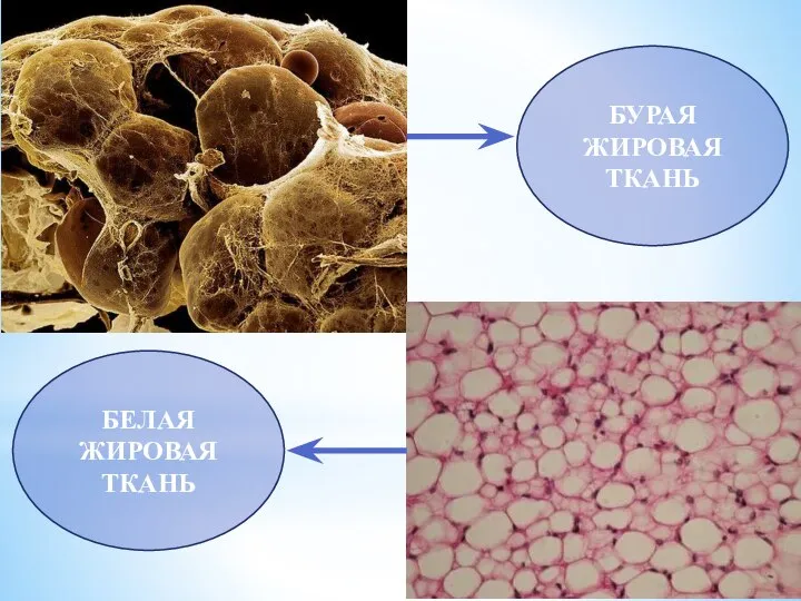 БУРАЯ ЖИРОВАЯ ТКАНЬ БЕЛАЯ ЖИРОВАЯ ТКАНЬ
