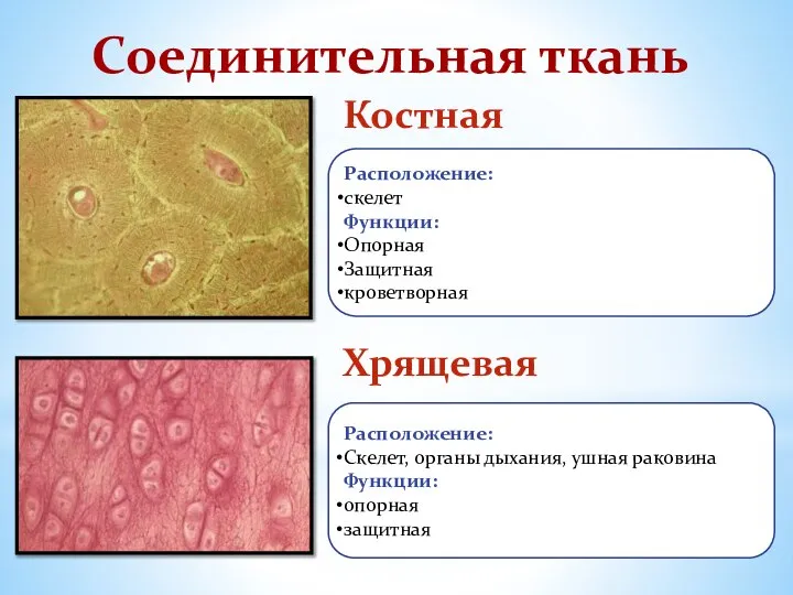 Соединительная ткань Костная Хрящевая Расположение: скелет Функции: Опорная Защитная кроветворная Расположение: