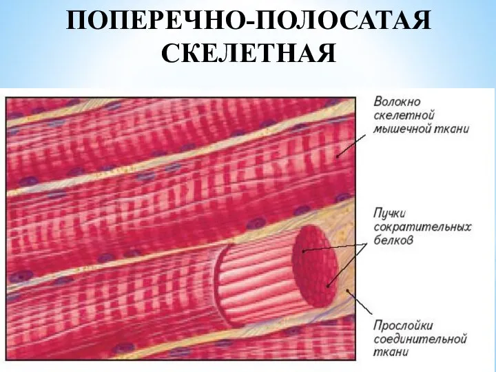 ПОПЕРЕЧНО-ПОЛОСАТАЯ СКЕЛЕТНАЯ