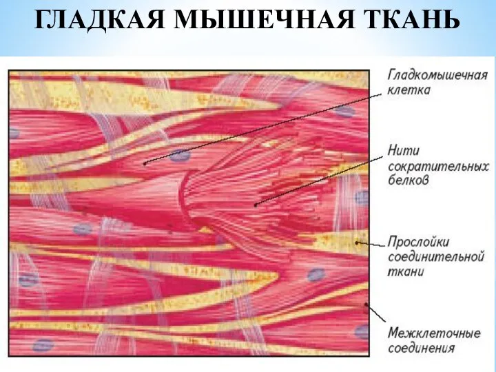 ГЛАДКАЯ МЫШЕЧНАЯ ТКАНЬ