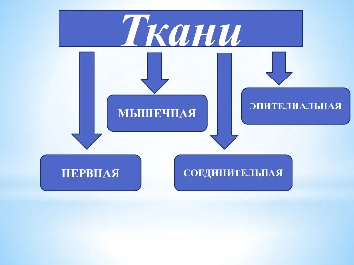 Ткани НЕРВНАЯ МЫШЕЧНАЯ СОЕДИНИТЕЛЬНАЯ ЭПИТЕЛИАЛЬНАЯ