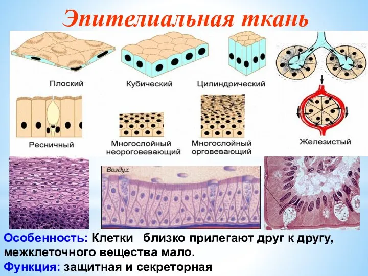 Эпителиальная ткань Особенность: Клетки близко прилегают друг к другу, межклеточного вещества мало. Функция: защитная и секреторная