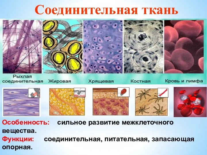 Особенность: сильное развитие межклеточного вещества. Функции: соединительная, питательная, запасающая опорная. Соединительная ткань