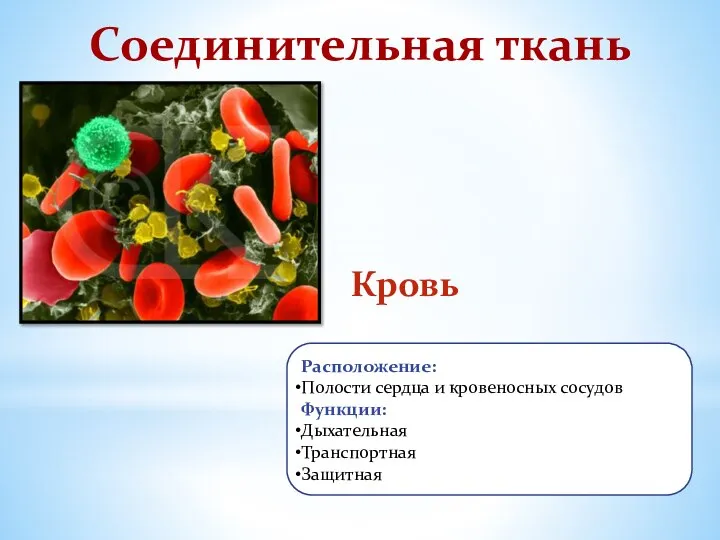 Расположение: Полости сердца и кровеносных сосудов Функции: Дыхательная Транспортная Защитная Соединительная ткань Кровь