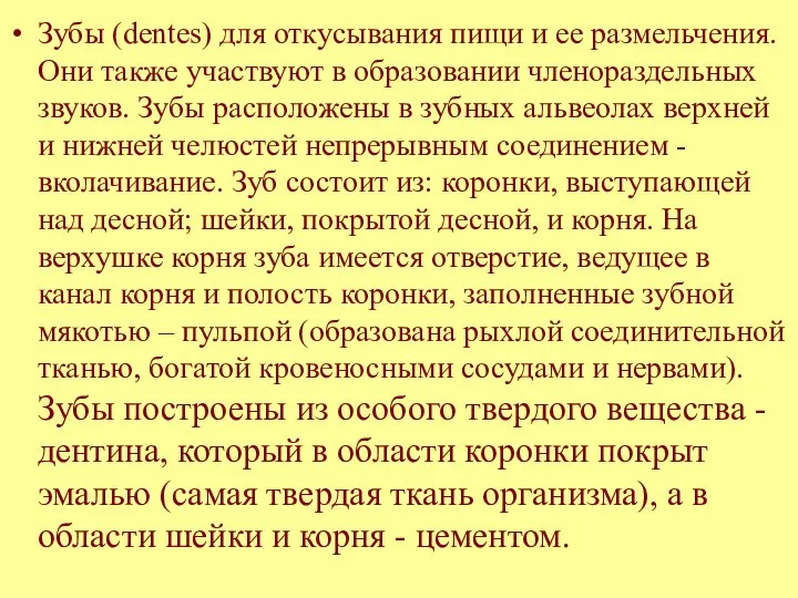 Зубы (dentes) для откусывания пищи и ее размельчения. Они также участвуют