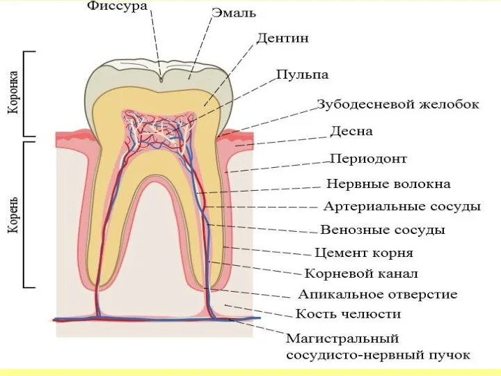 СОЭ М – 1 -10 мм/ч Ж – 2 – 15