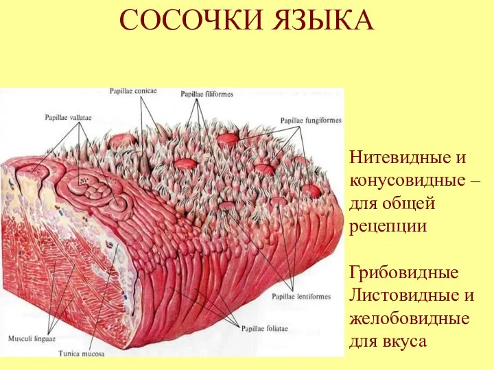 СОСОЧКИ ЯЗЫКА Нитевидные и конусовидные – для общей рецепции Грибовидные Листовидные и желобовидные для вкуса