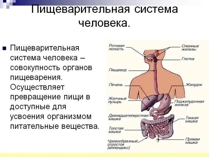 СОСТАВ ЦИРКУЛИРУЮЩЕЙ КРОВИ Плазма – 60 % Форменные элементы – 40%