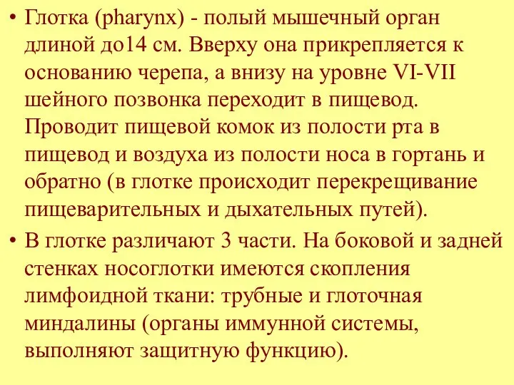 Глотка (pharynx) - полый мышечный орган длиной до14 см. Вверху она