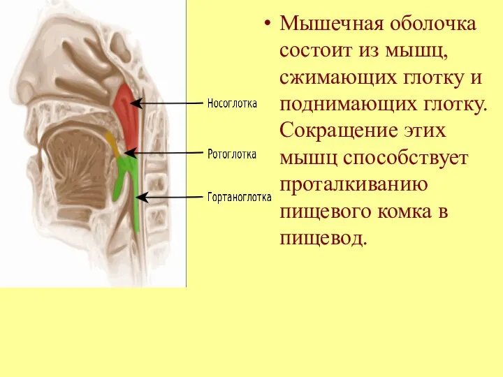 Мышечная оболочка состоит из мышц, сжимающих глотку и поднимающих глотку. Сокращение