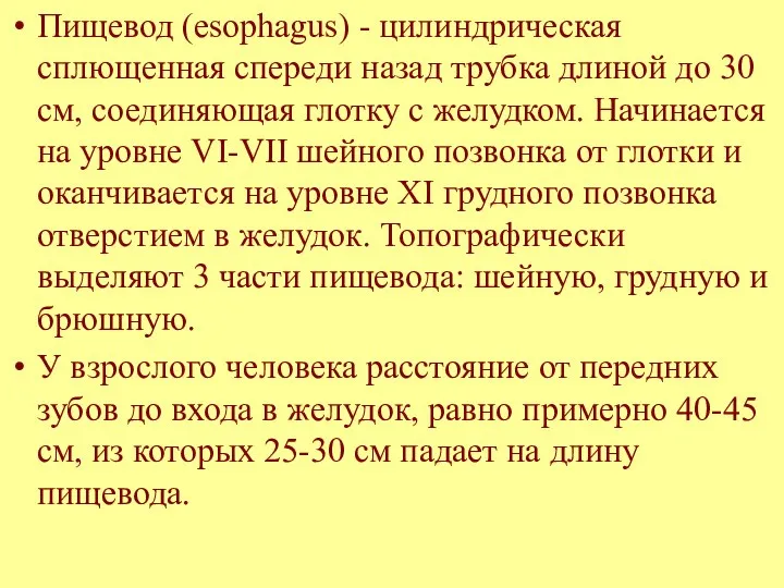 Пищевод (esophagus) - цилиндрическая сплющенная спереди назад трубка длиной до 30