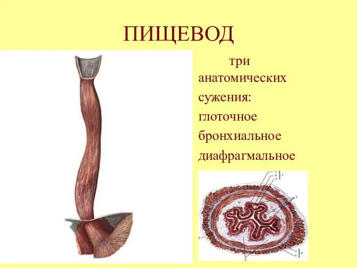 ПИЩЕВОД три анатомических сужения: глоточное бронхиальное диафрагмальное