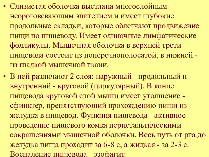 Слизистая оболочка выстлана многослойным неороговевающим эпителием и имеет глубокие продольные складки,