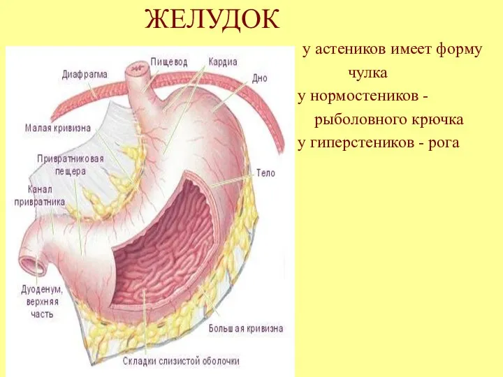 ЖЕЛУДОК у астеников имеет форму чулка у нормостеников - рыболовного крючка у гиперстеников - рога