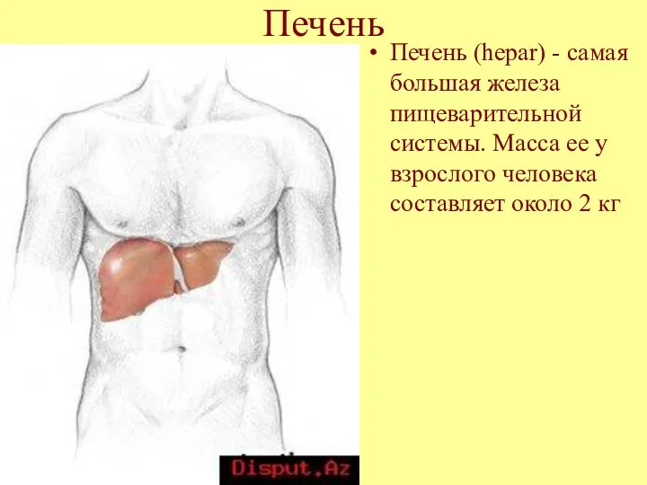 Печень Печень (hepar) - самая большая железа пищеварительной системы. Масса ее