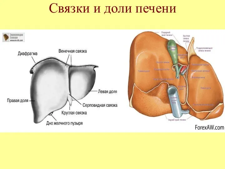 Связки и доли печени