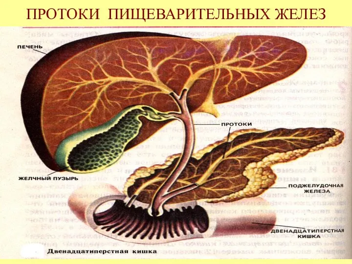 ПРОТОКИ ПИЩЕВАРИТЕЛЬНЫХ ЖЕЛЕЗ