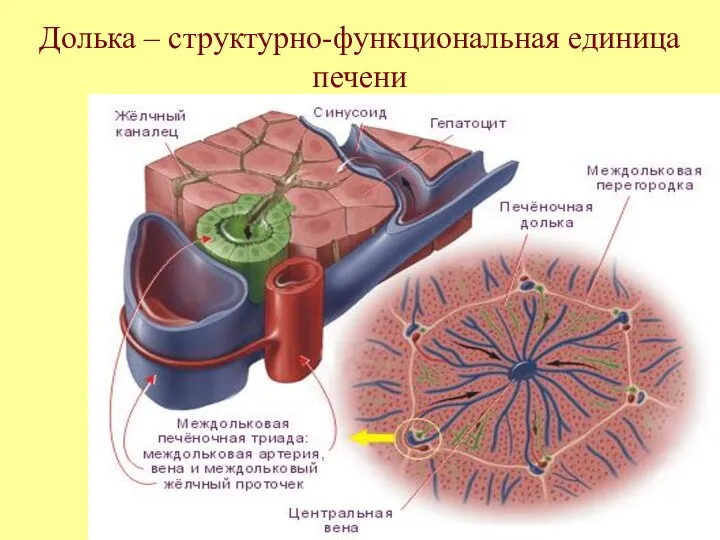 Долька – структурно-функциональная единица печени