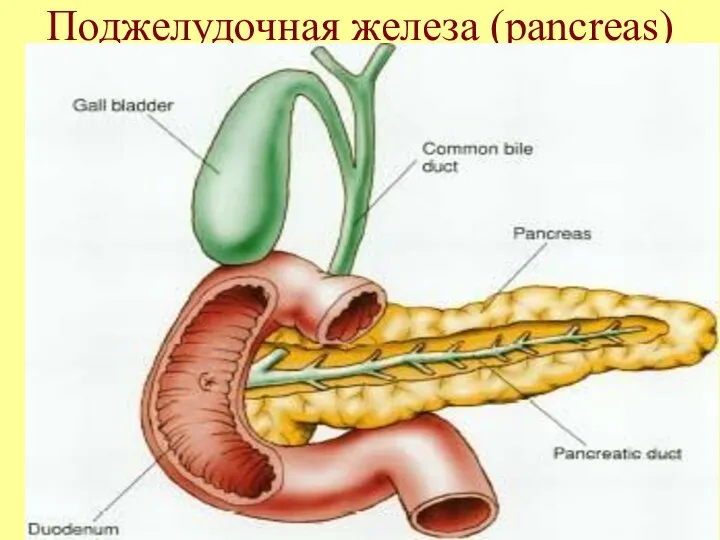 Поджелудочная железа (pancreas)