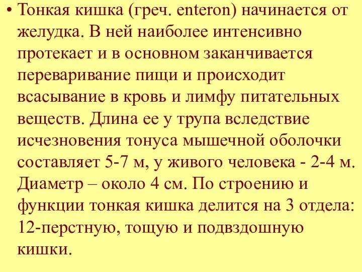 Тонкая кишка (греч. enteron) начинается от желудка. В ней наиболее интенсивно