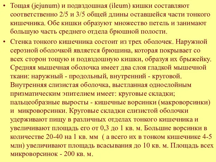 Тощая (jejunum) и подвздошная (ileum) кишки составляют соответственно 2/5 и 3/5