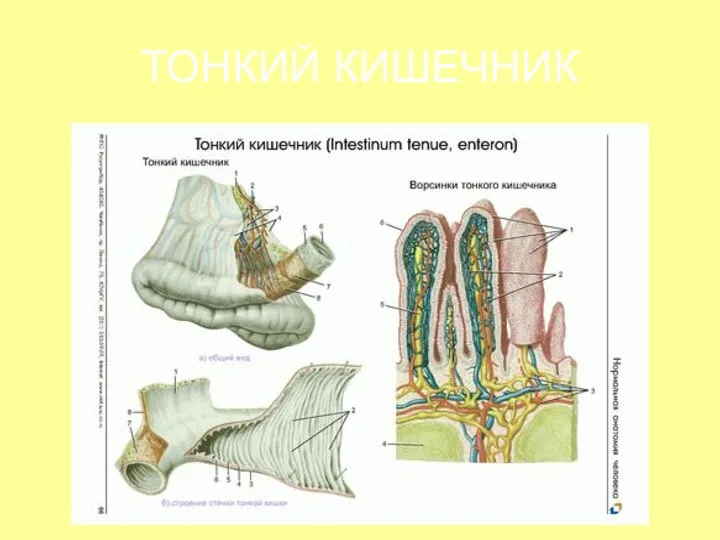 ТОНКИЙ КИШЕЧНИК