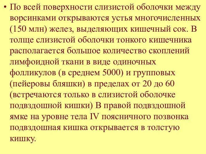 По всей поверхности слизистой оболочки между ворсинками открываются устья многочисленных (150