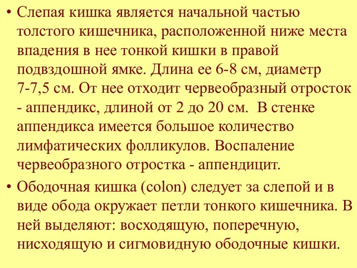 Слепая кишка является начальной частью толстого кишечника, расположенной ниже места впадения