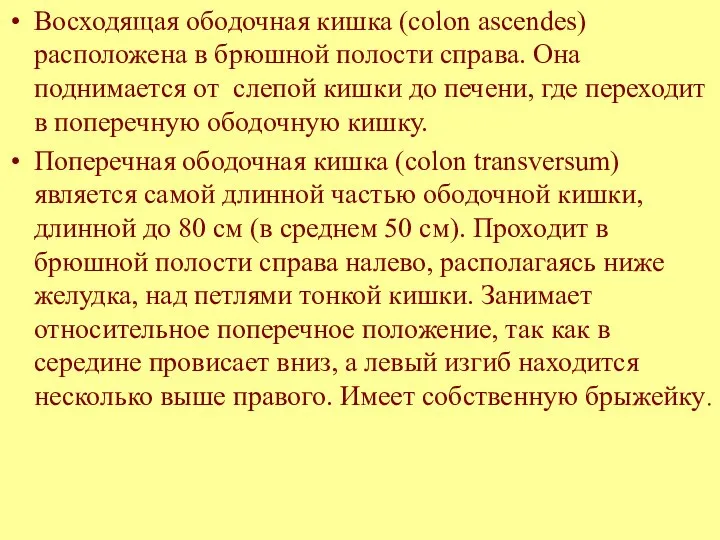 Восходящая ободочная кишка (colon ascendes) расположена в брюшной полости справа. Она