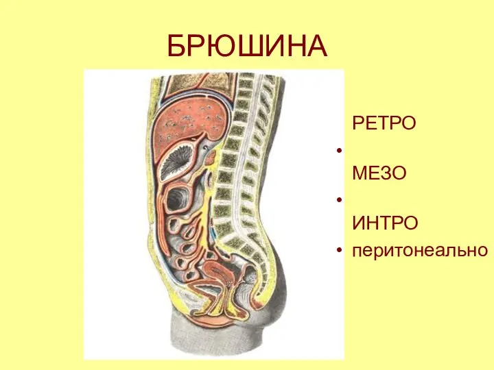 БРЮШИНА РЕТРО МЕЗО ИНТРО перитонеально