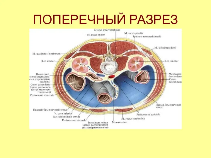 ПОПЕРЕЧНЫЙ РАЗРЕЗ