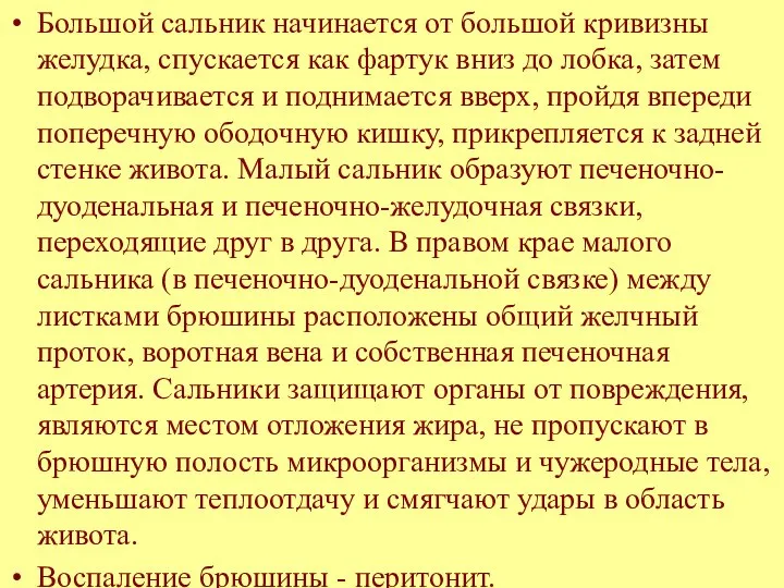 Большой сальник начинается от большой кривизны желудка, спускается как фартук вниз