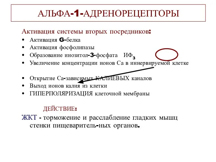 АЛЬФА-1-АДРЕНОРЕЦЕПТОРЫ Активация системы вторых посредников: Активация G-белка Активация фосфолипазы Образование инозитол-3-фосфата