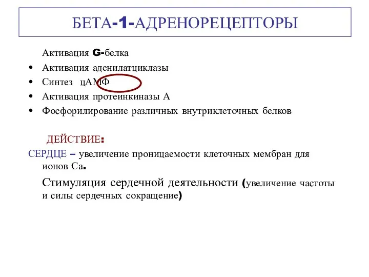 БЕТА-1-АДРЕНОРЕЦЕПТОРЫ Активация G-белка Активация аденилатциклазы Синтез цАМФ Активация протеинкиназы А Фосфорилирование