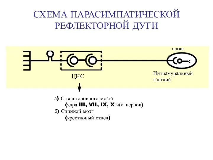 СХЕМА ПАРАСИМПАТИЧЕСКОЙ РЕФЛЕКТОРНОЙ ДУГИ ЦНС а) Ствол головного мозга (ядра III,