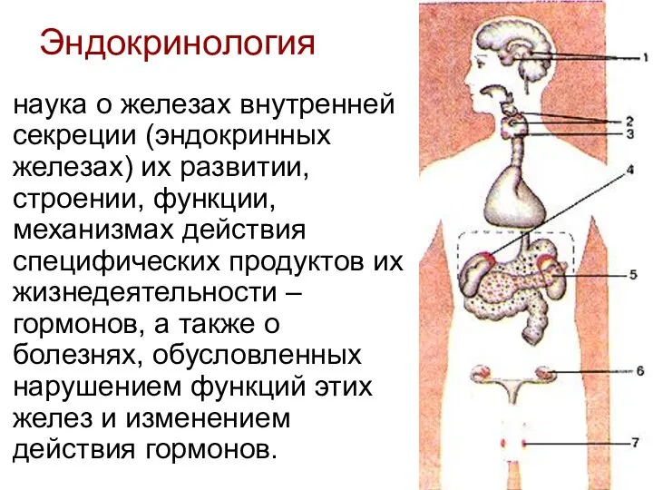 Эндокринология наука о железах внутренней секреции (эндокринных железах) их развитии, строении,