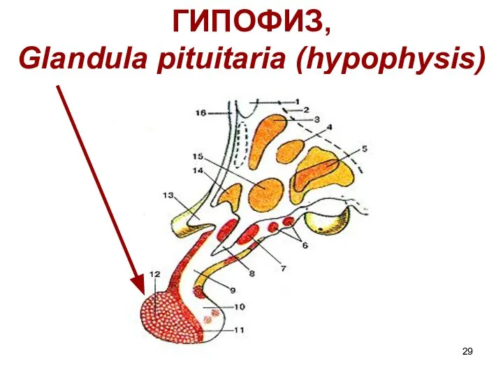 ГИПОФИЗ, Glandula pituitaria (hypophysis)