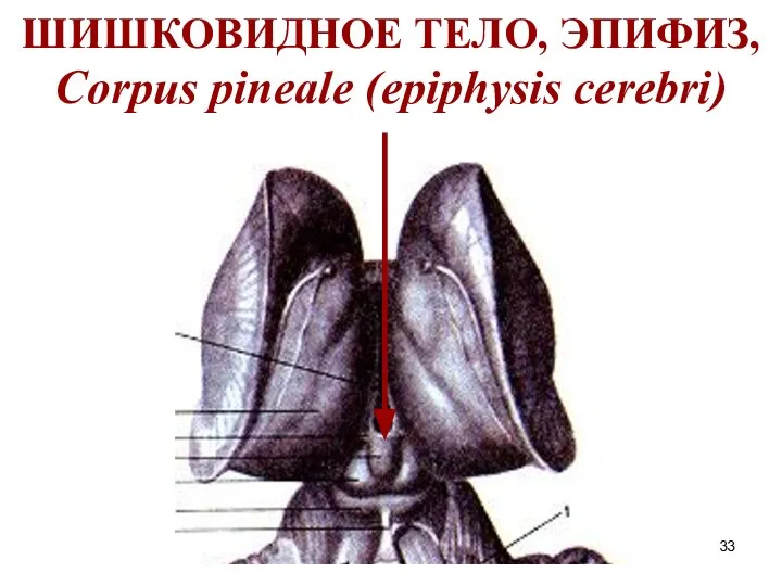 ШИШКОВИДНОЕ ТЕЛО, ЭПИФИЗ, Corpus pineale (epiphysis cerebri)