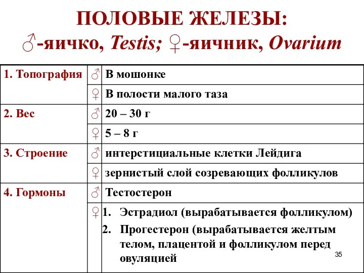 ПОЛОВЫЕ ЖЕЛЕЗЫ: ♂-яичко, Testis; ♀-яичник, Ovarium