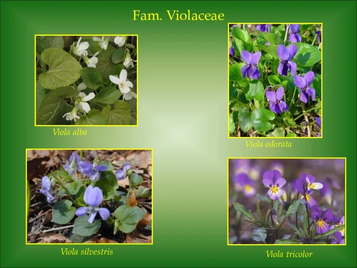 Fam. Violaceae Viola alba Viola tricolor Viola silvestris Viola odorata